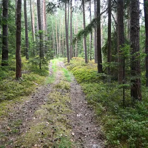 Waldfläche bei Burk