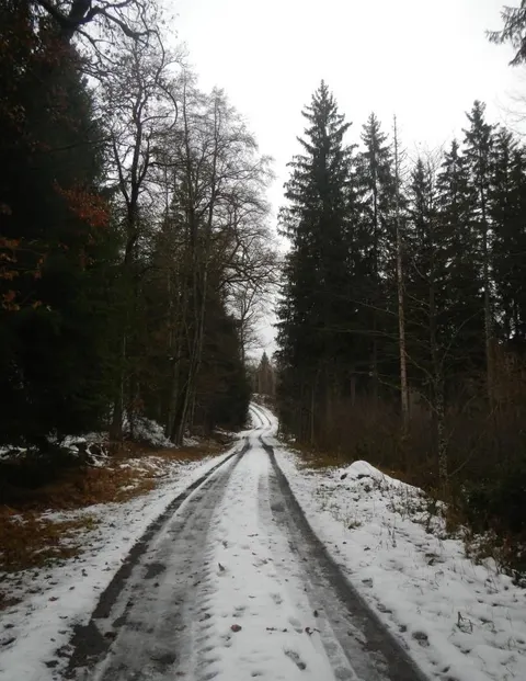 Waldfläche bei Eberhardsreuth