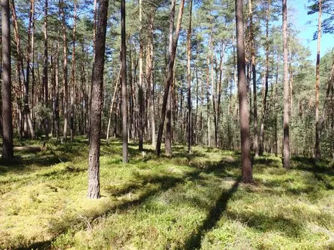 Landwirtschaftsfläche und Waldfläche