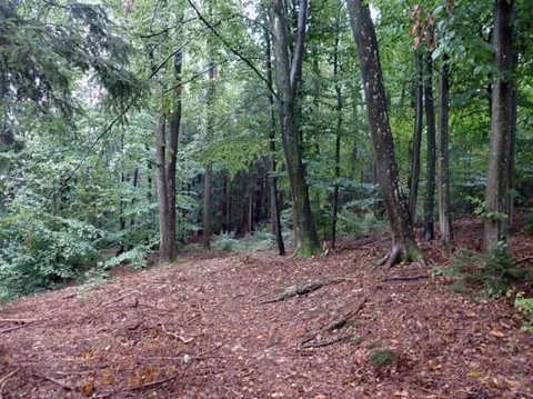 Waldfläche